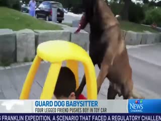 Bekçi köpeği ek işe başladı