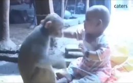 Maymun küçük kızı evlat edindi!