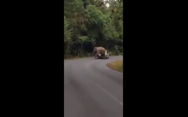 Fil durdurduğu otomobili ezdi