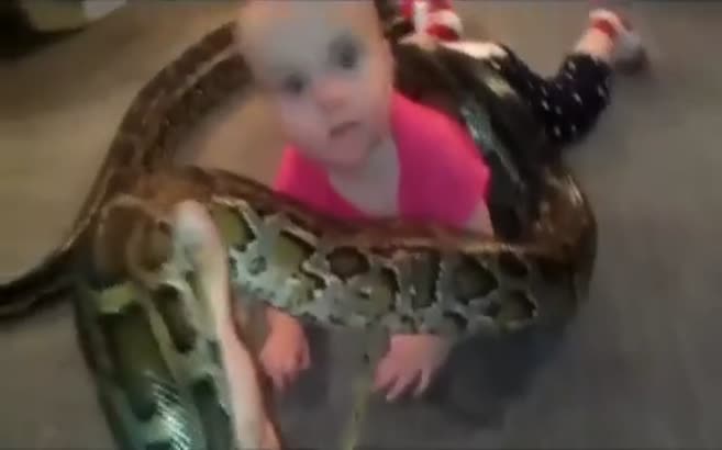 Evcil pitonla oynayan bebek!