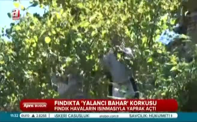 Fındıkta "yalancı bahar" korkusu