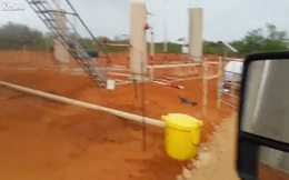 Mavi yılan çıngıraklı yılanı böyle yuttu