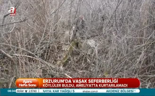Doğu'da yaban hayatı seferberliği