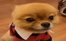 Dünyanın en tatlı köpeği