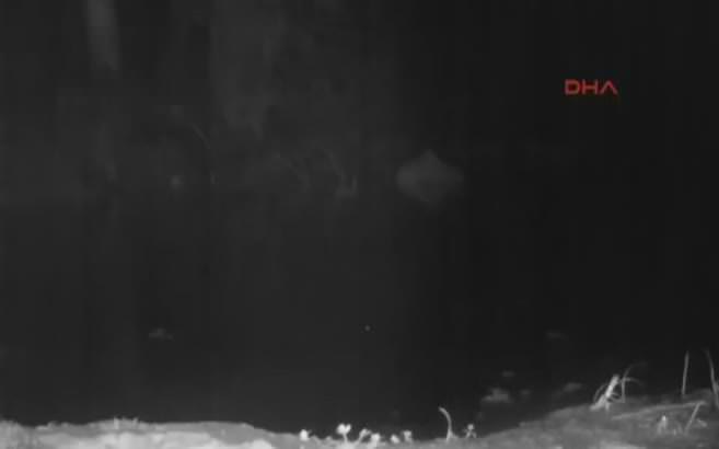 Küre dağlarında ilk kez su samuru görüntülendi