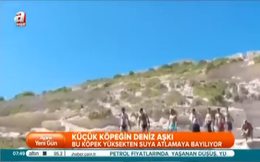 Köpeğin deniz sefası