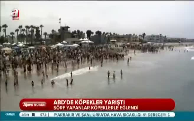 Bu kez köpekler sörf yaptı