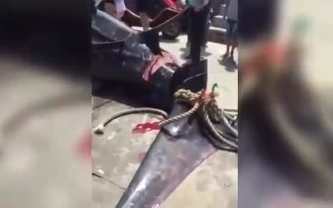 Balina köpekbalığını canlı canlı kestiler (+18)