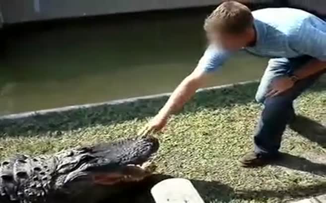 Timsahla şaka olmaz!