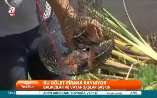 İstanbul'da pirana paniği