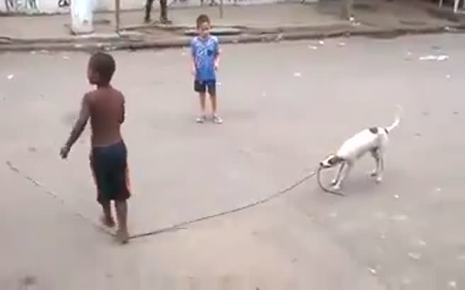 İp atlatan köpek