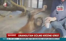 Orangutan gülme krizine girdi