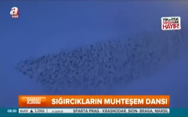 Sığırcıkların doğayla dansı