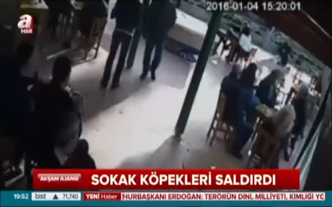 Sokak köpekleri saldırdı