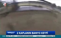 Kaplanların banyo keyfi