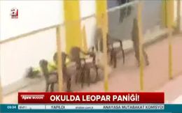 Leopar okula girdi, görevlilere saldırdı