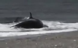 Katil balina adamı canlı canlı yedi