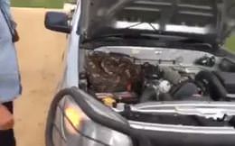 Otomobilin kaputundan piton çıkarsa