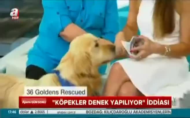"Köpekler denek yapılıyor" iddiası