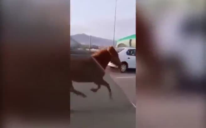 İpini kopartan çılgın at, otomobille yarıştı