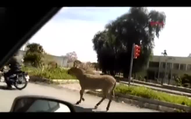 Karayolunda eşeğe motosikletli eziyet
