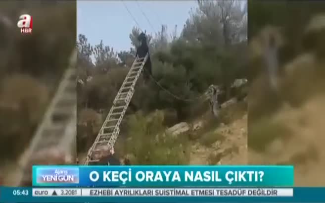 Keçi boynuzlarından tellere takıldı