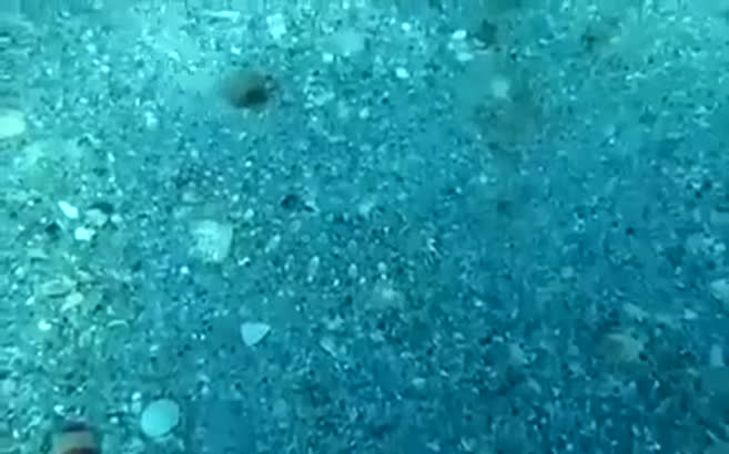 Hayretler içinde bırakan görünmez balık