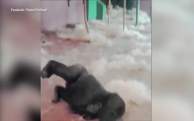 Dans eden goril kendine hayran bıraktı