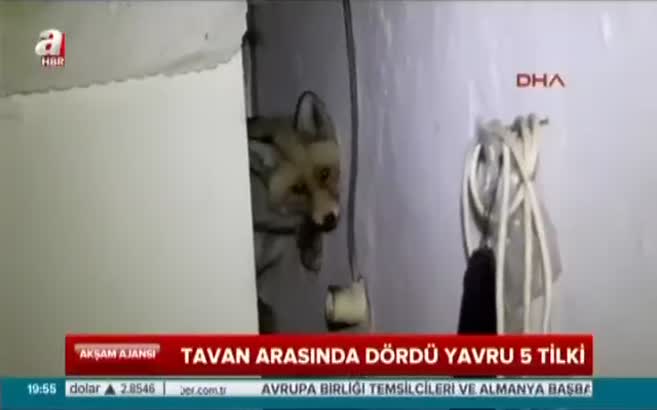 Ev sahibine Tilki sürprizi
