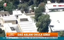 Dağ aslanı okula girdi