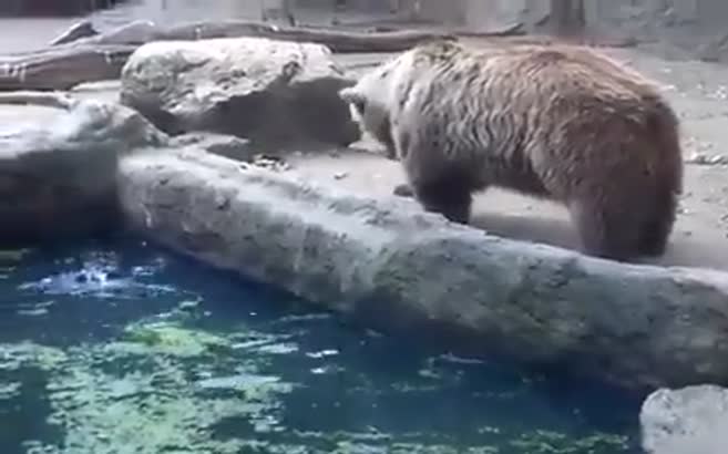 Kargayı göletten ayı kurtardı