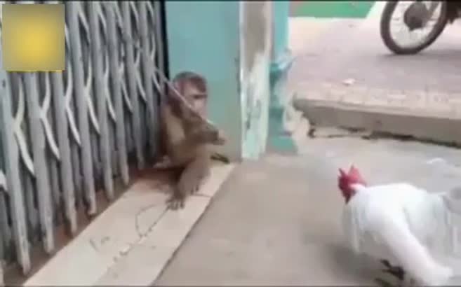 Maymun horozdan dayak yedi