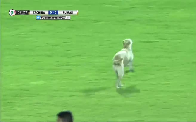 Kupa maçında sahaya köpek girdi
