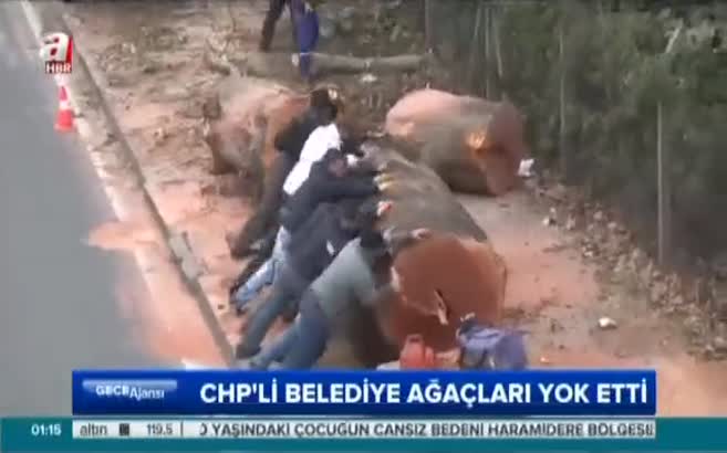 CHP'li belediyeden ağaç katliamı