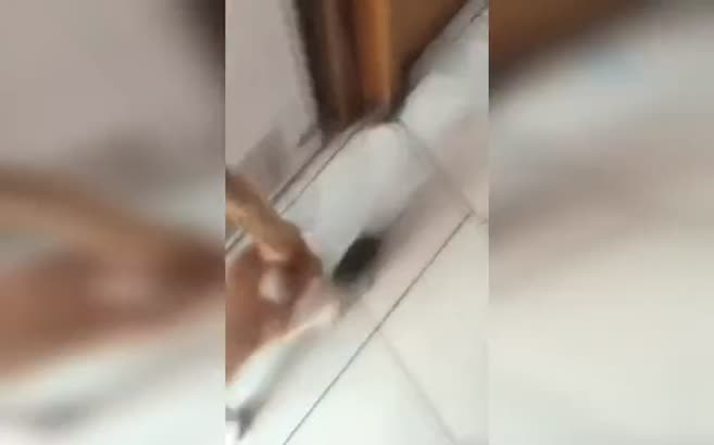 Dünya tersine döndü: Fare kediyi kovaladı