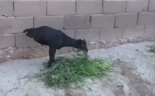 İki ayaklı keçi görenleri şaşırtıyor