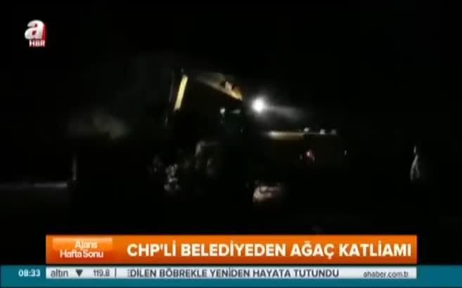 CHP'li belediye kavşak için çam ağaçlarını söktü