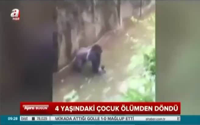 Gorillerin kafesine düştü!