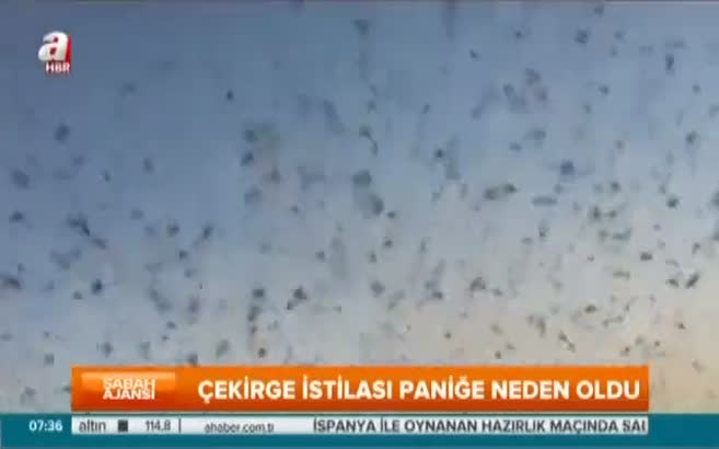 Çekirgeler Rusya’yı bastı!