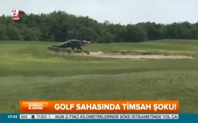 Timsah golf sahasına girdi!
