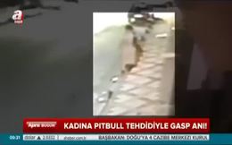 Pitbull tehdidiyle gasp!