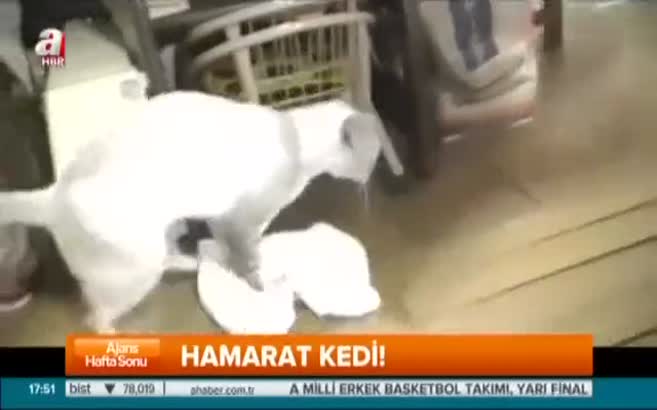 Paspasçı kedi iş başında!