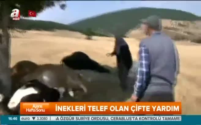 İnekleri için ağlayan teyzeye yardım eli!