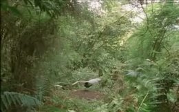 Taklitçi kuş ’bu kadar da olmaz’ dedirtti!