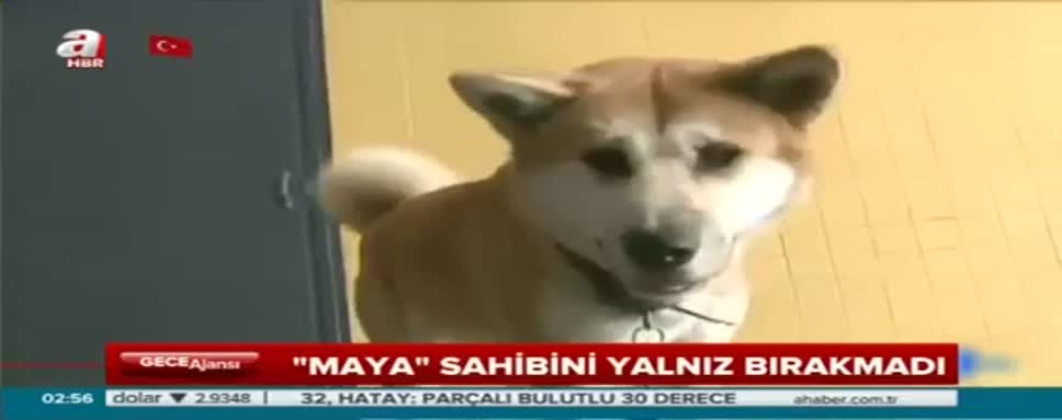 Sadık köpekten vefa dersi