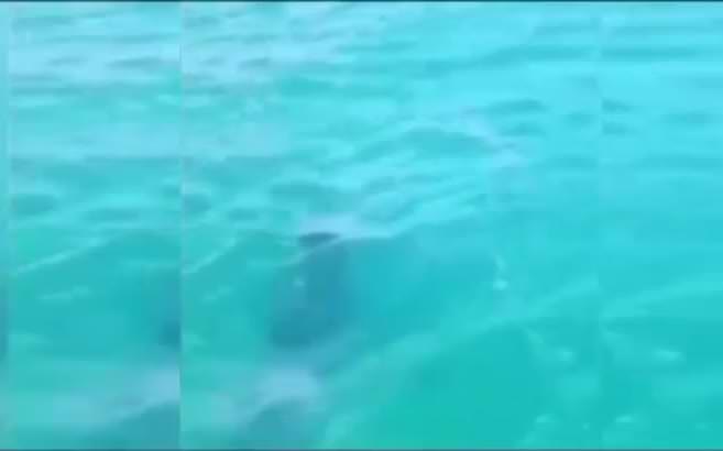 İstanbul Boğazı'nda köpek balığı paniği!