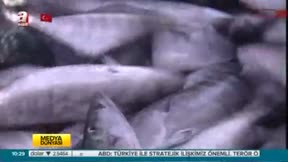 Ustasından palamut salamura tarifi