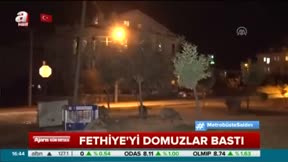 Fethiye’yi domuzlar bastı