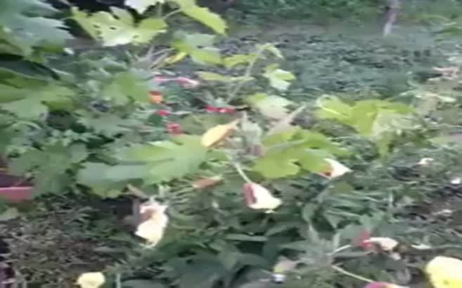 Ezan çiçeği görenleri şaşkına çeviriyor