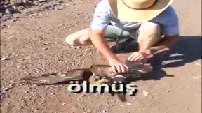 Boğa yılanı Şahin’e zor anlar yaşattı